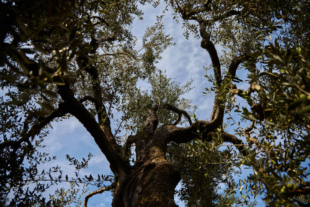 La raccolta delle olive - Olio Ciccolella