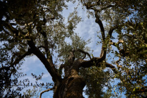 La raccolta delle olive - Olio Ciccolella